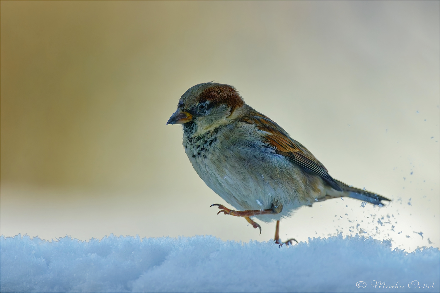 Spaziergang im ersten Schnee