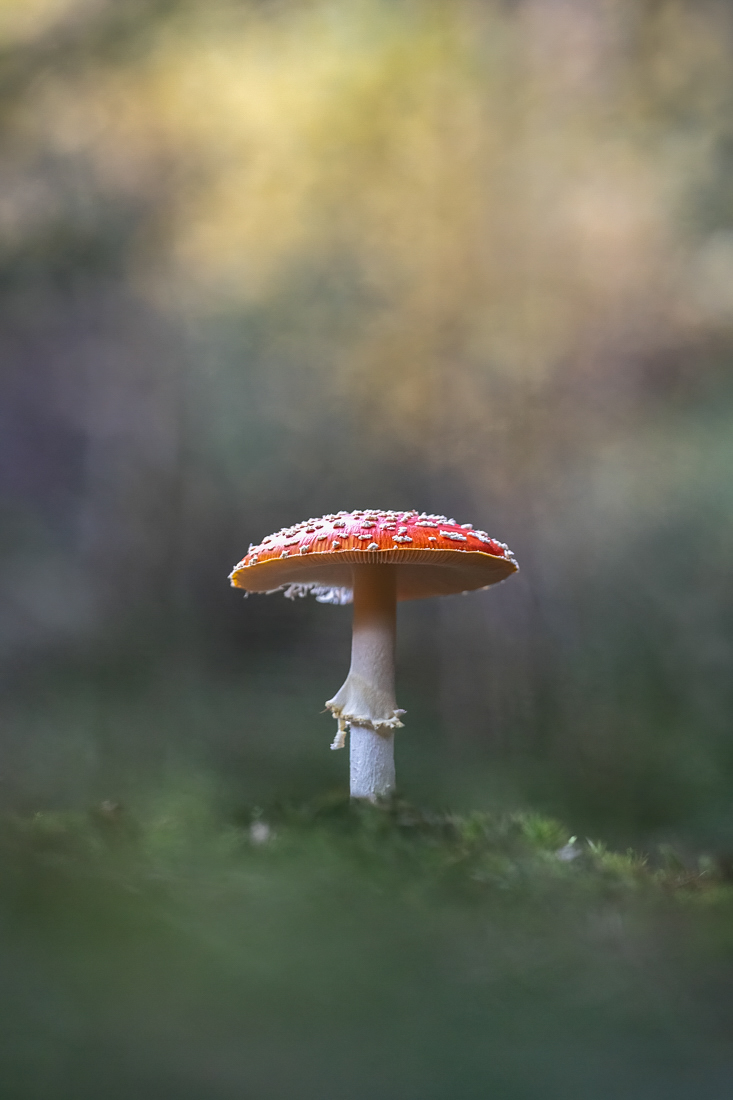 Fliegenpilz ...