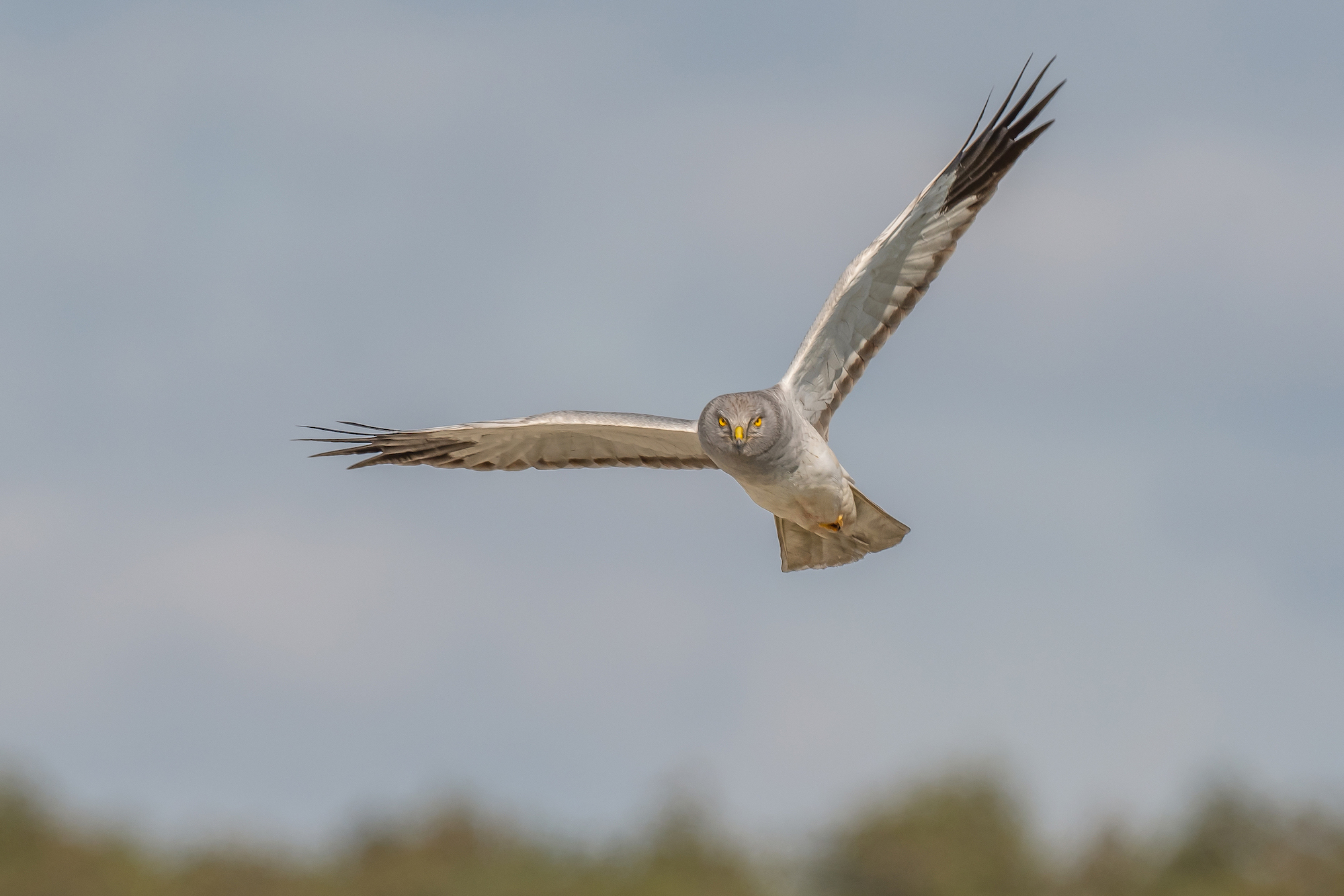 Kornweihe im Anflug