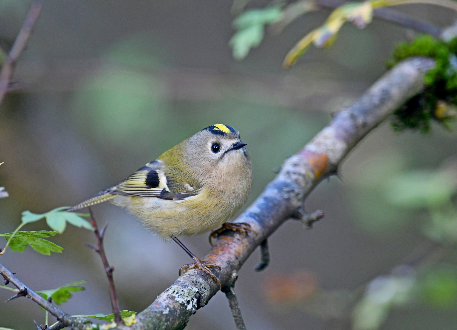 Wintergoldhähnchen