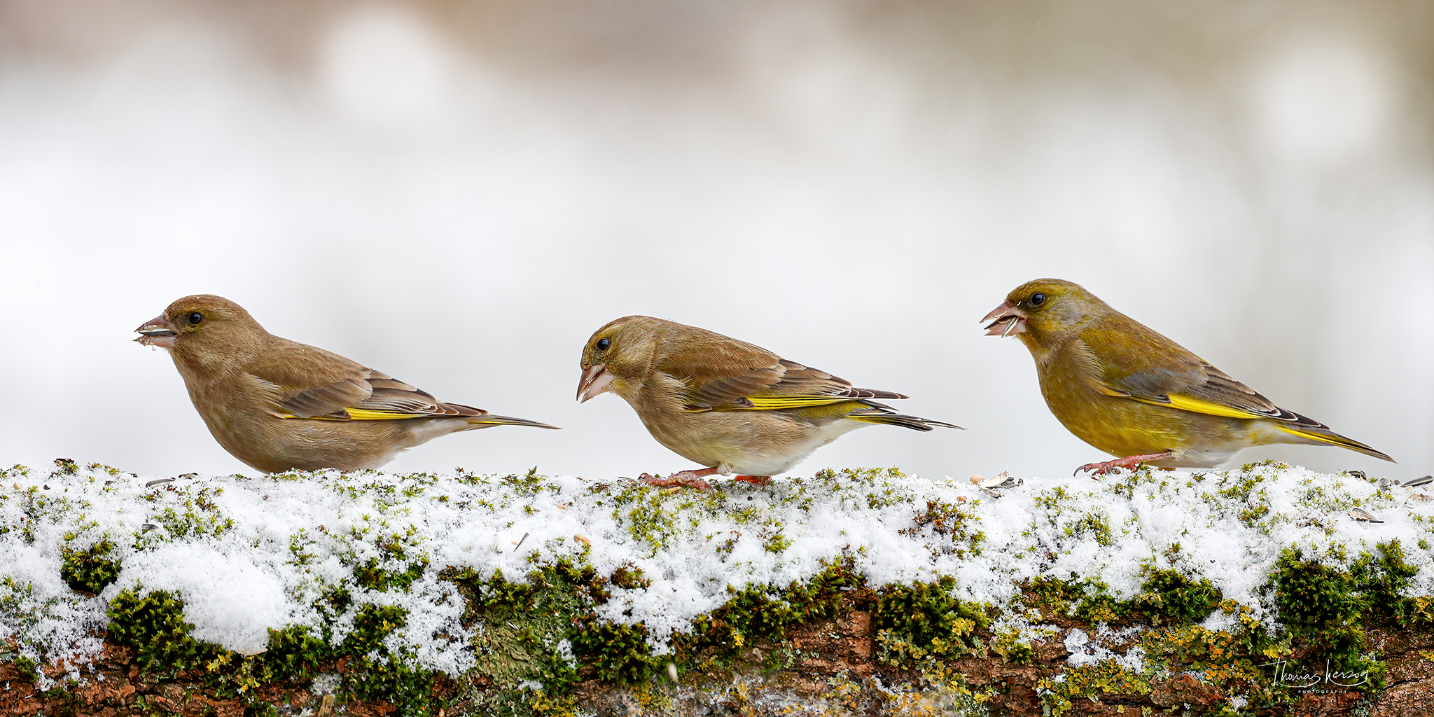 Three little birds