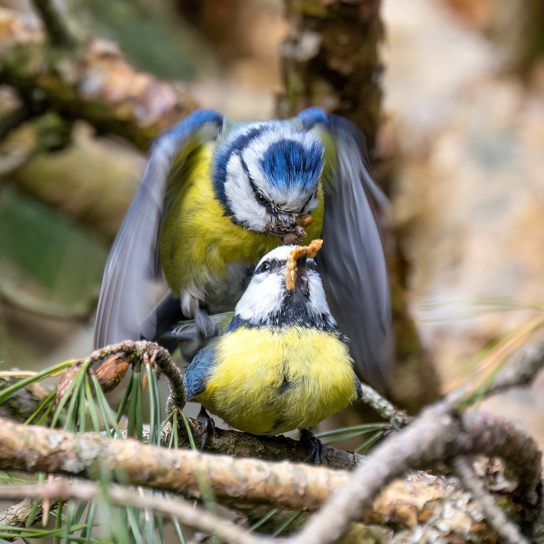 kopulierende Blaumeisen