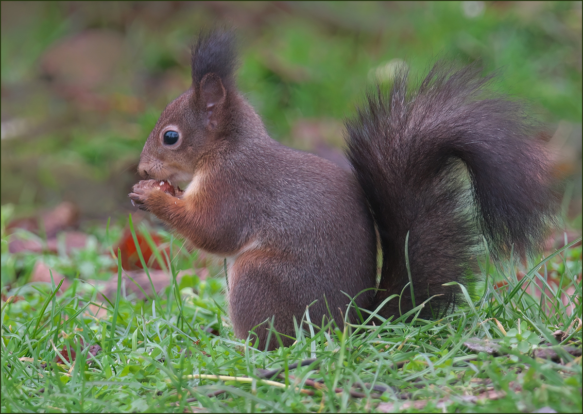 *Hörnchen*