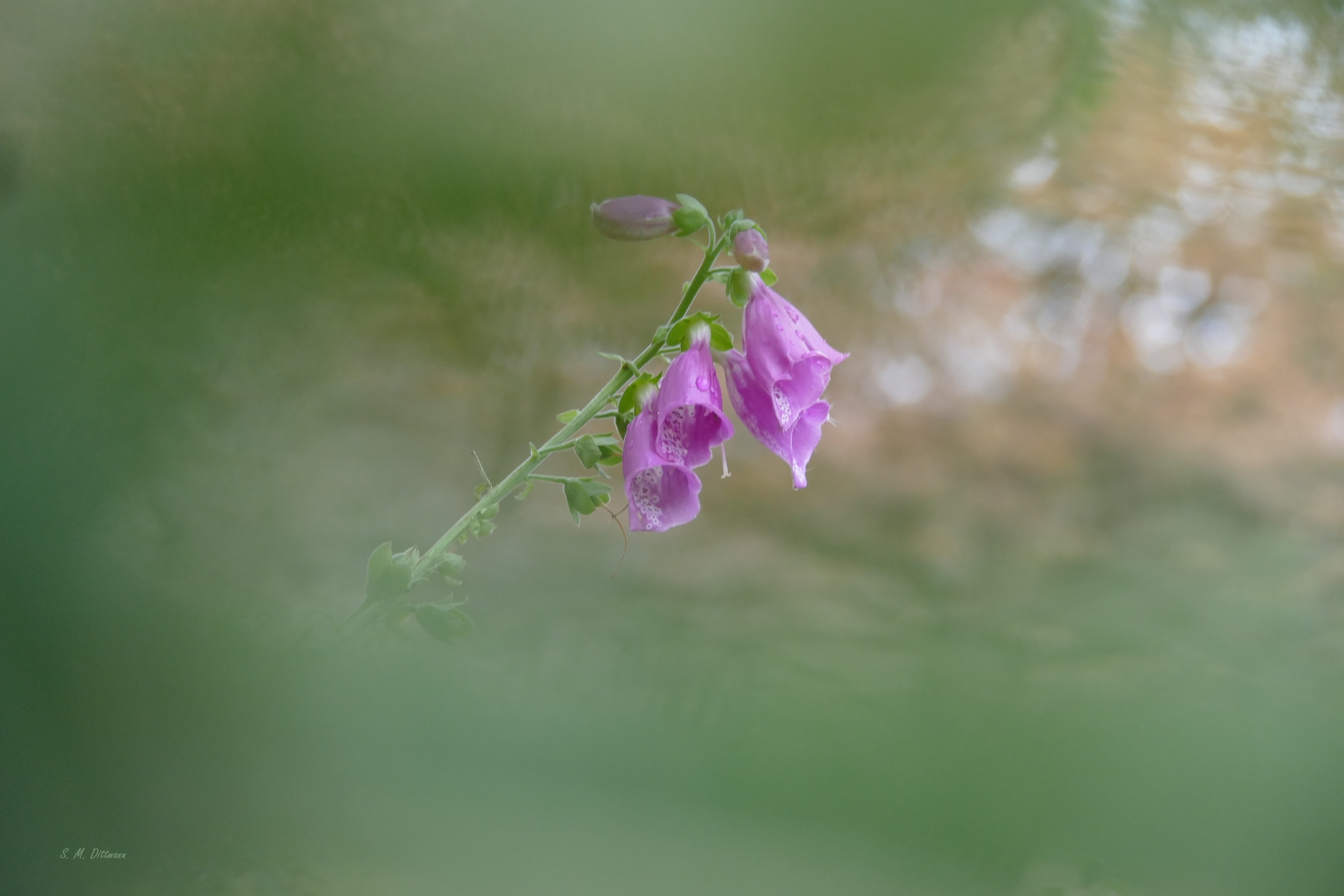 Vergebliche Blüte