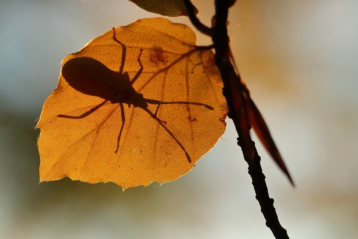 Herbst - Blatt - Wanze :-)