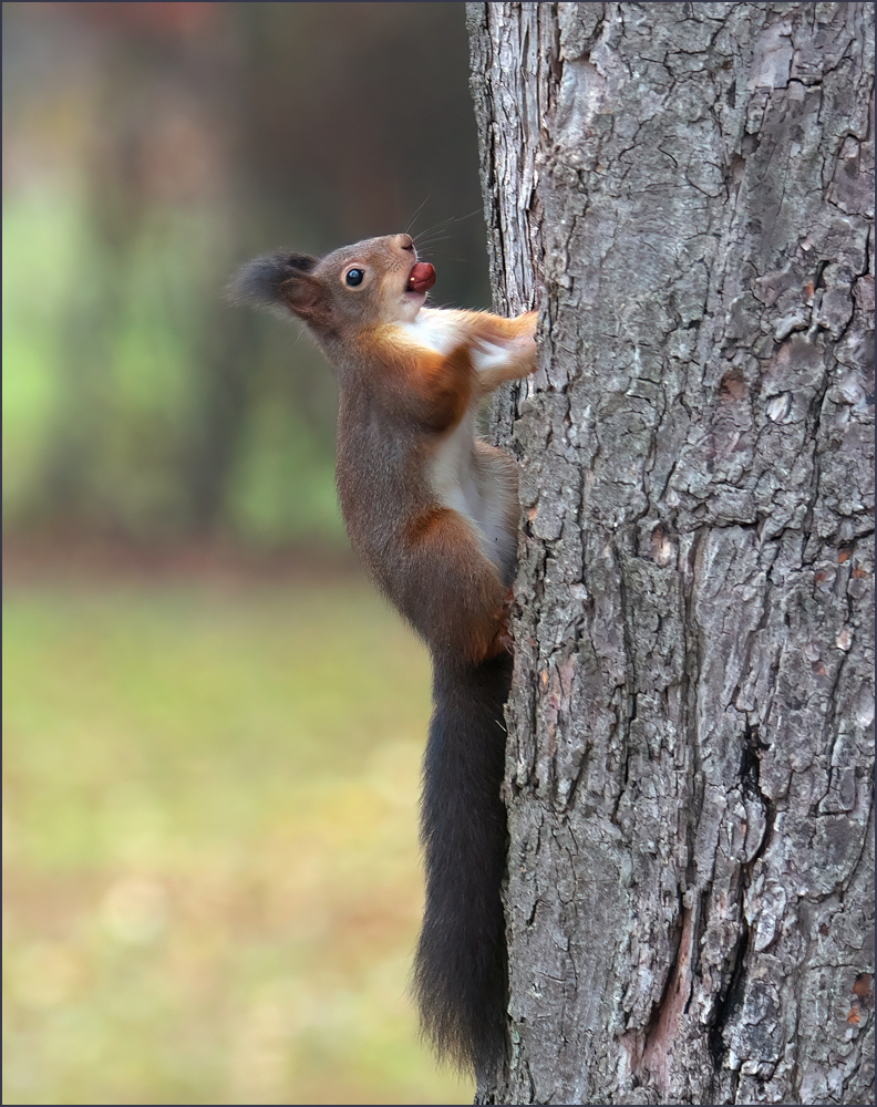 *Hörnchen_2*