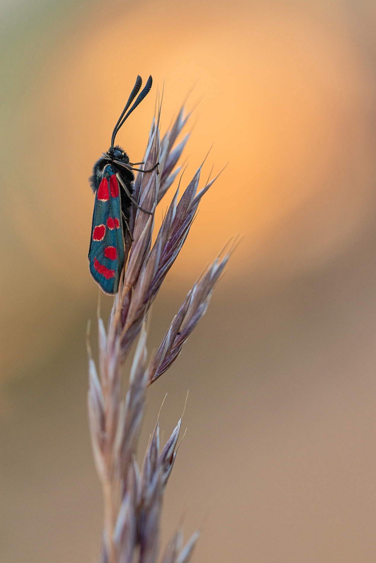 Zygaena carniolica