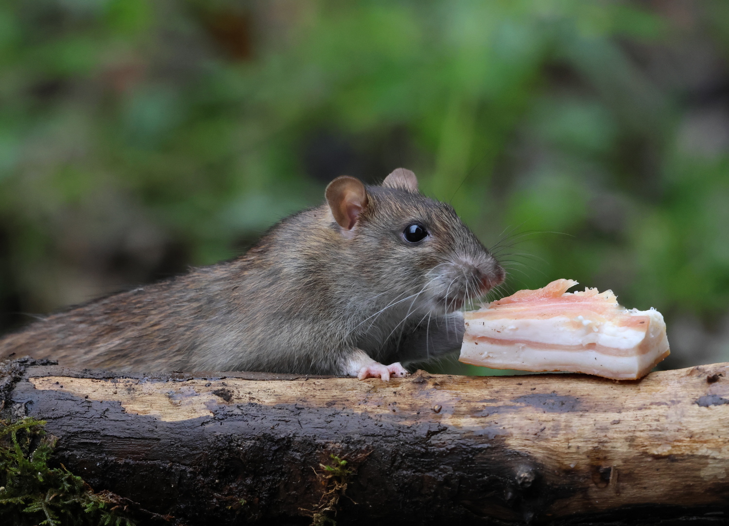 Hm lecker