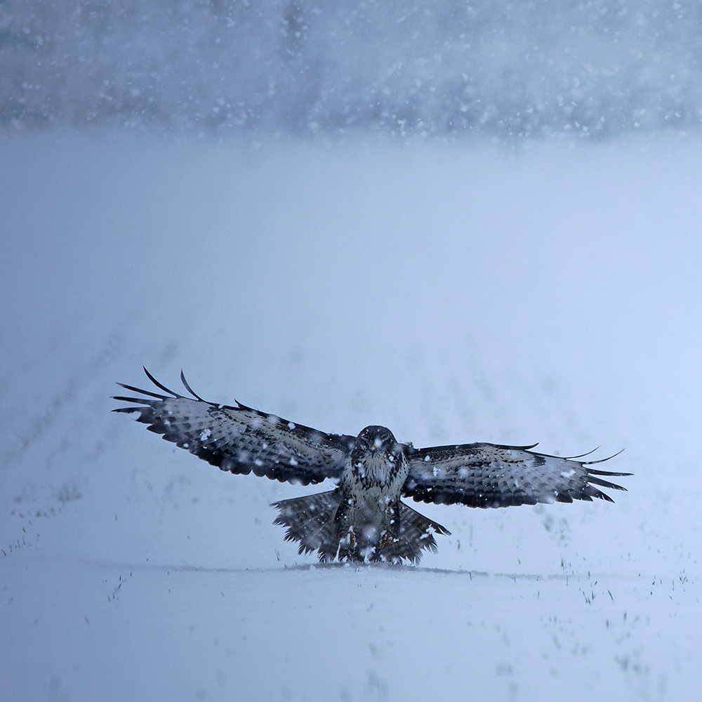 Zugriff im Schneetreiben