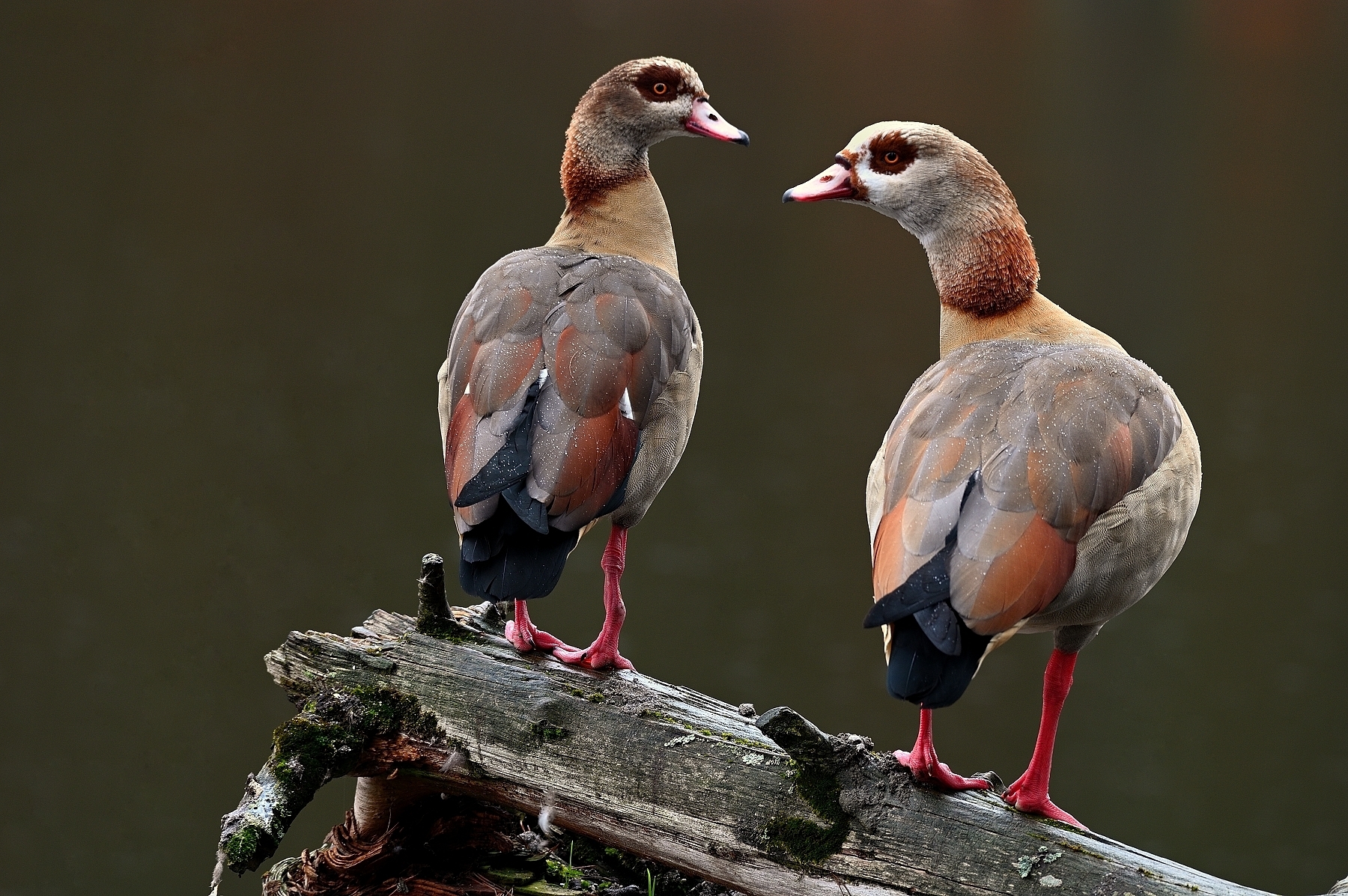 Nilgänse