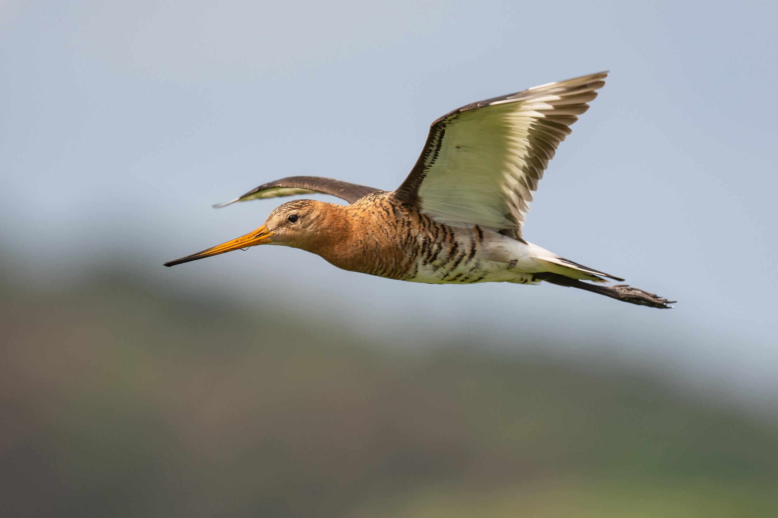 Schnepfenflug