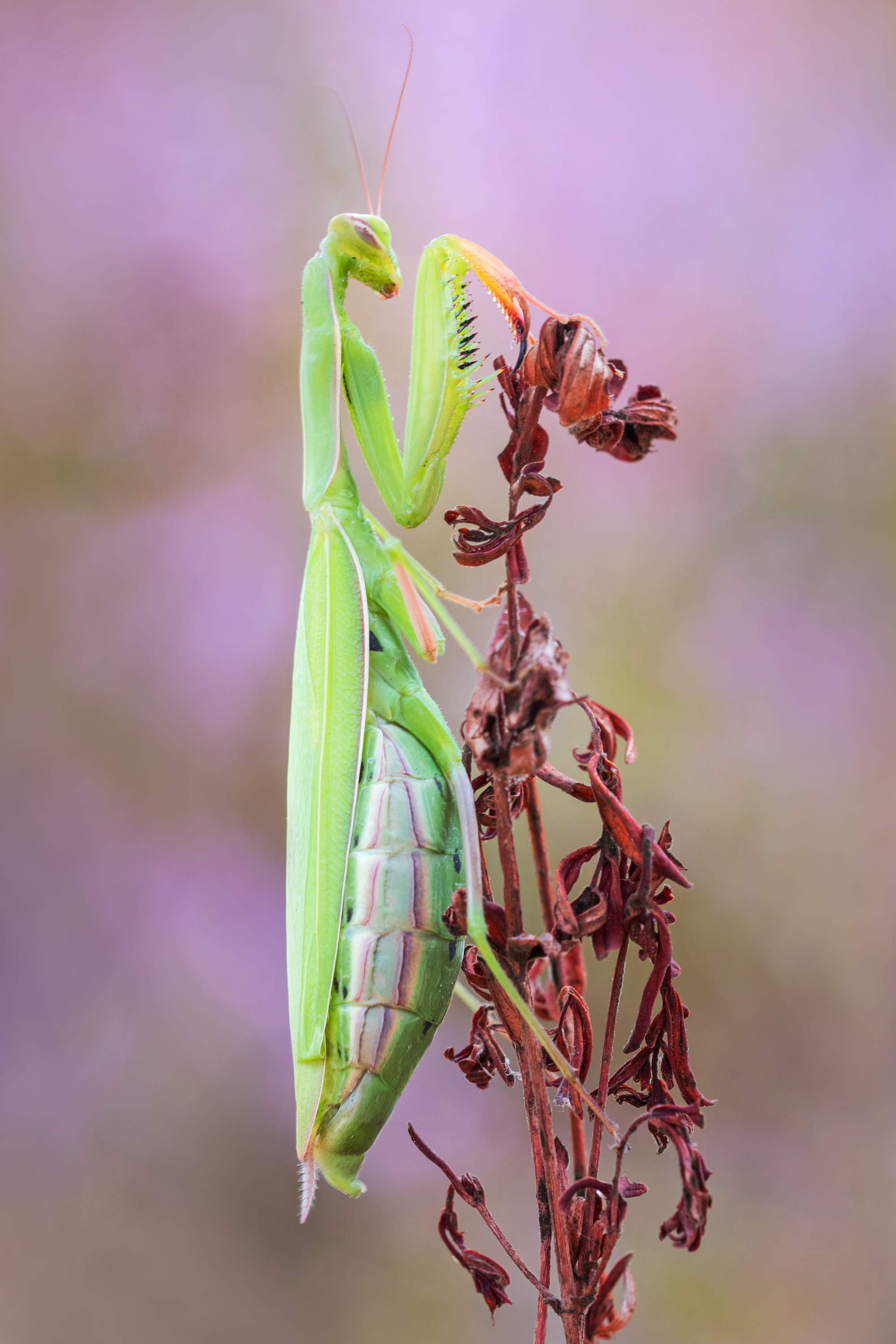 Big Mama.... (Forum für Naturfotografen)