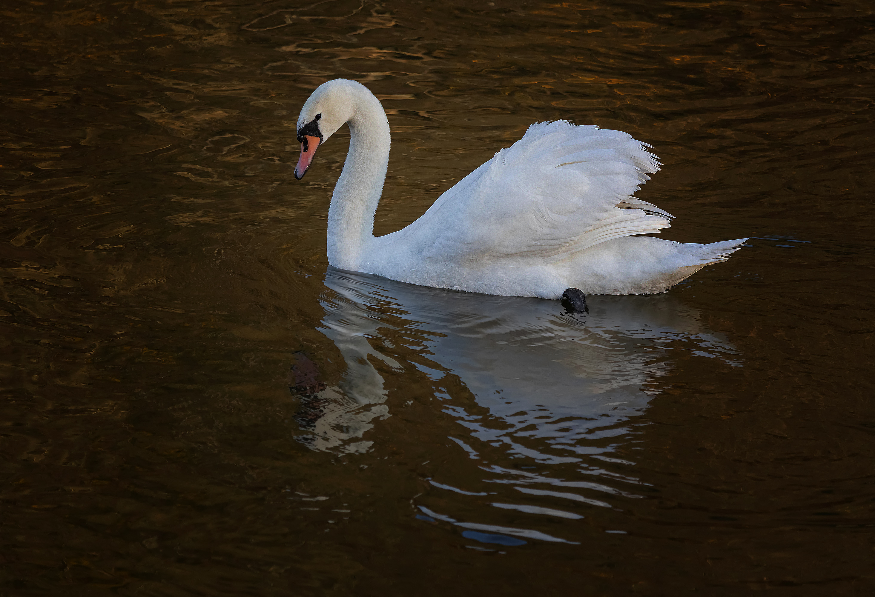 Mein lieber Schwan....