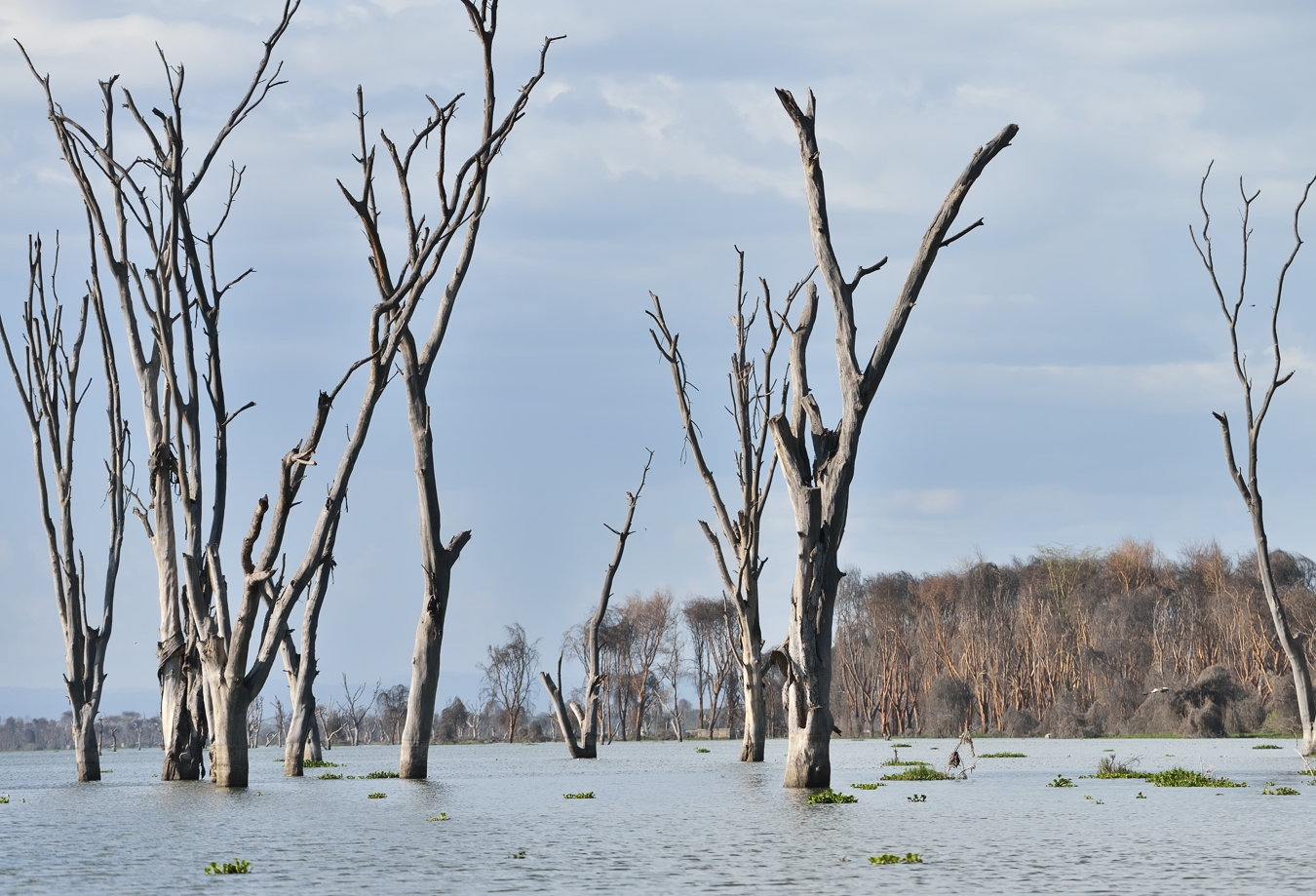 Lake Naivasha