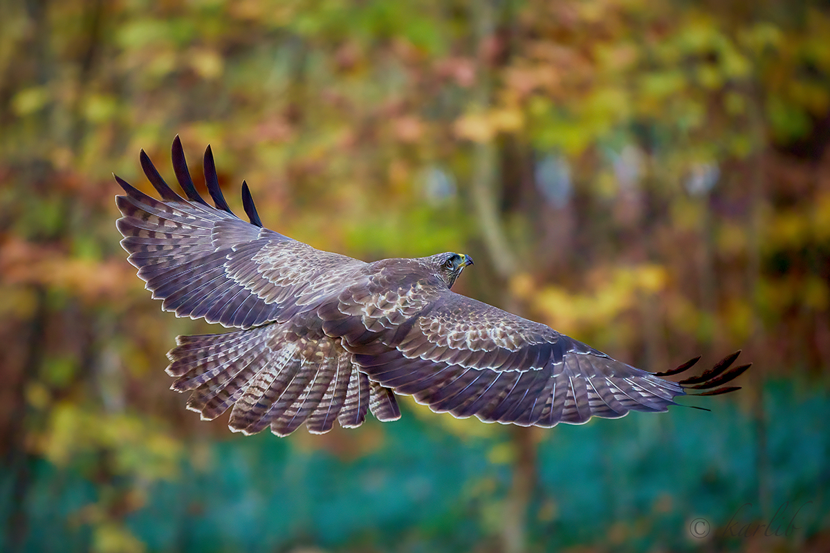 Mäusebussard im Segelmodus