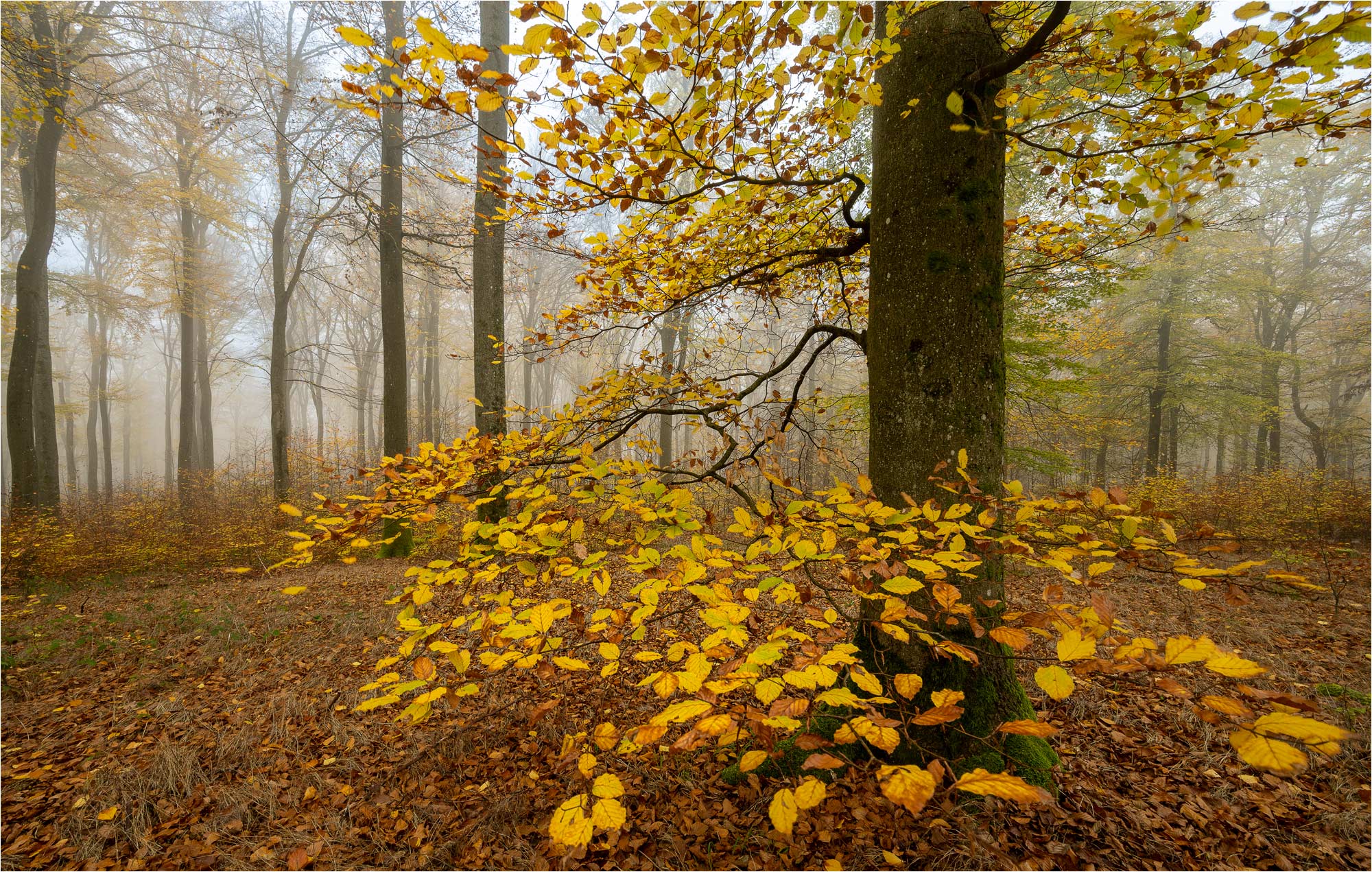 Herbstbuchenwald