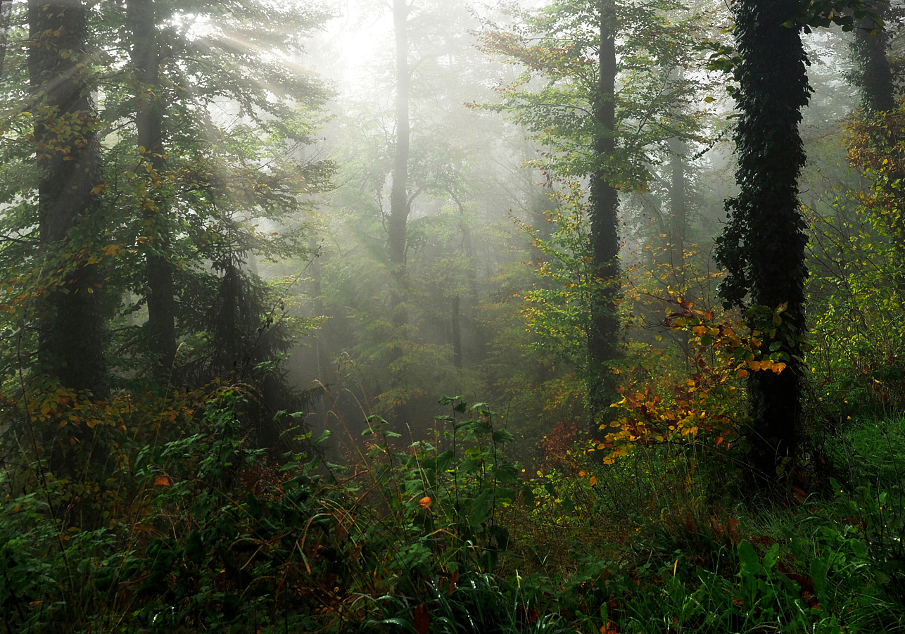 Herbstlicher Wald