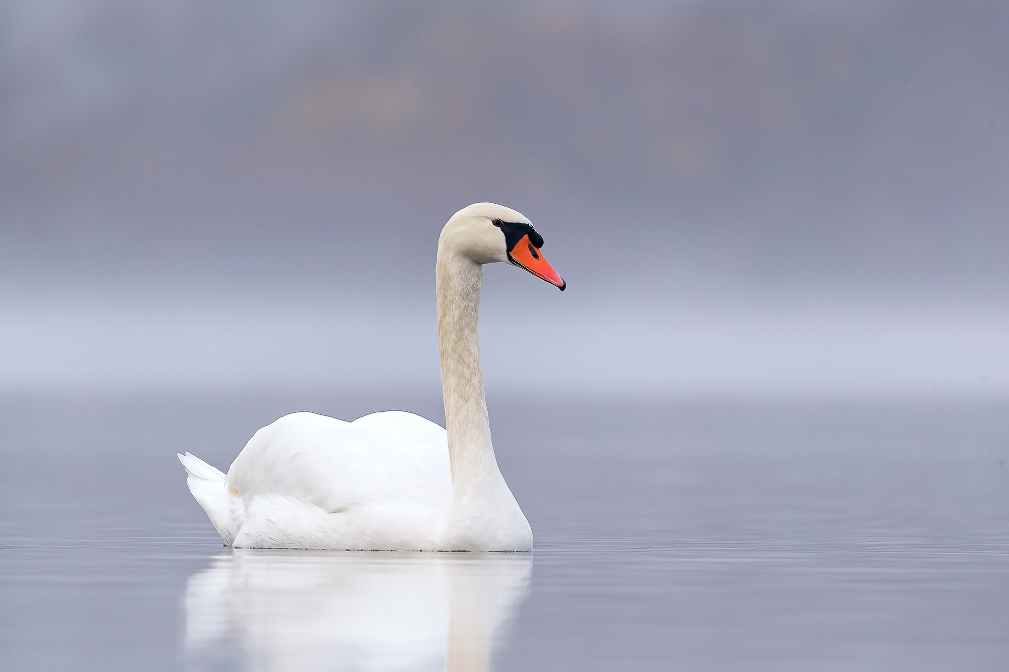 Schwan im morgentlichem Novemberlicht