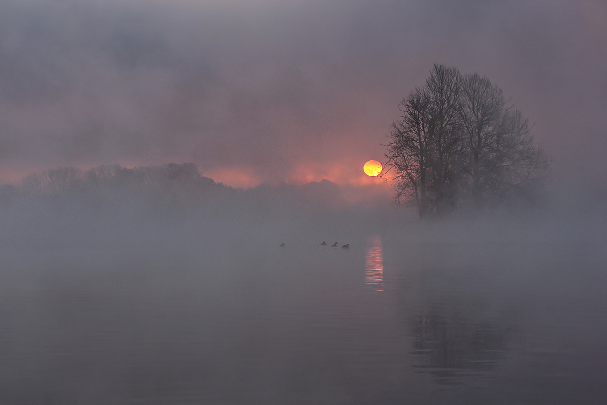 Vier Enten im Nebel