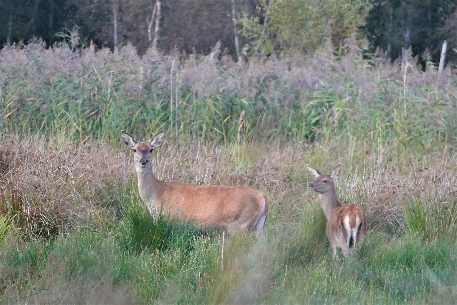 Hirschkuh mit Kalb