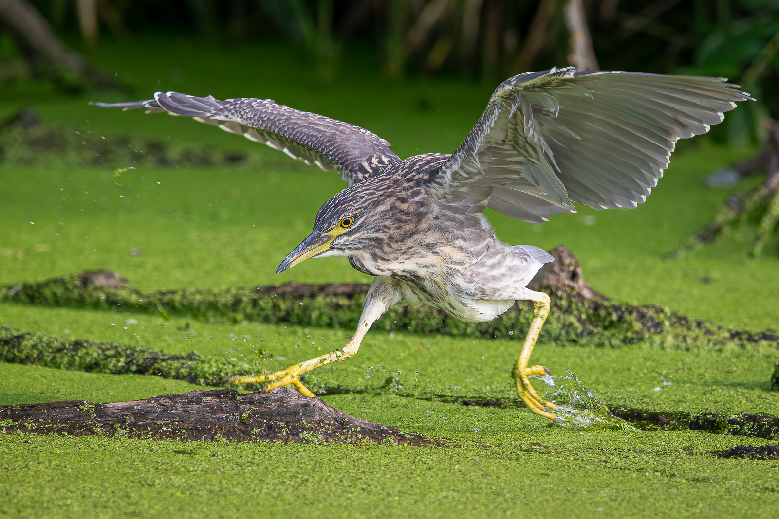 Flugsprung