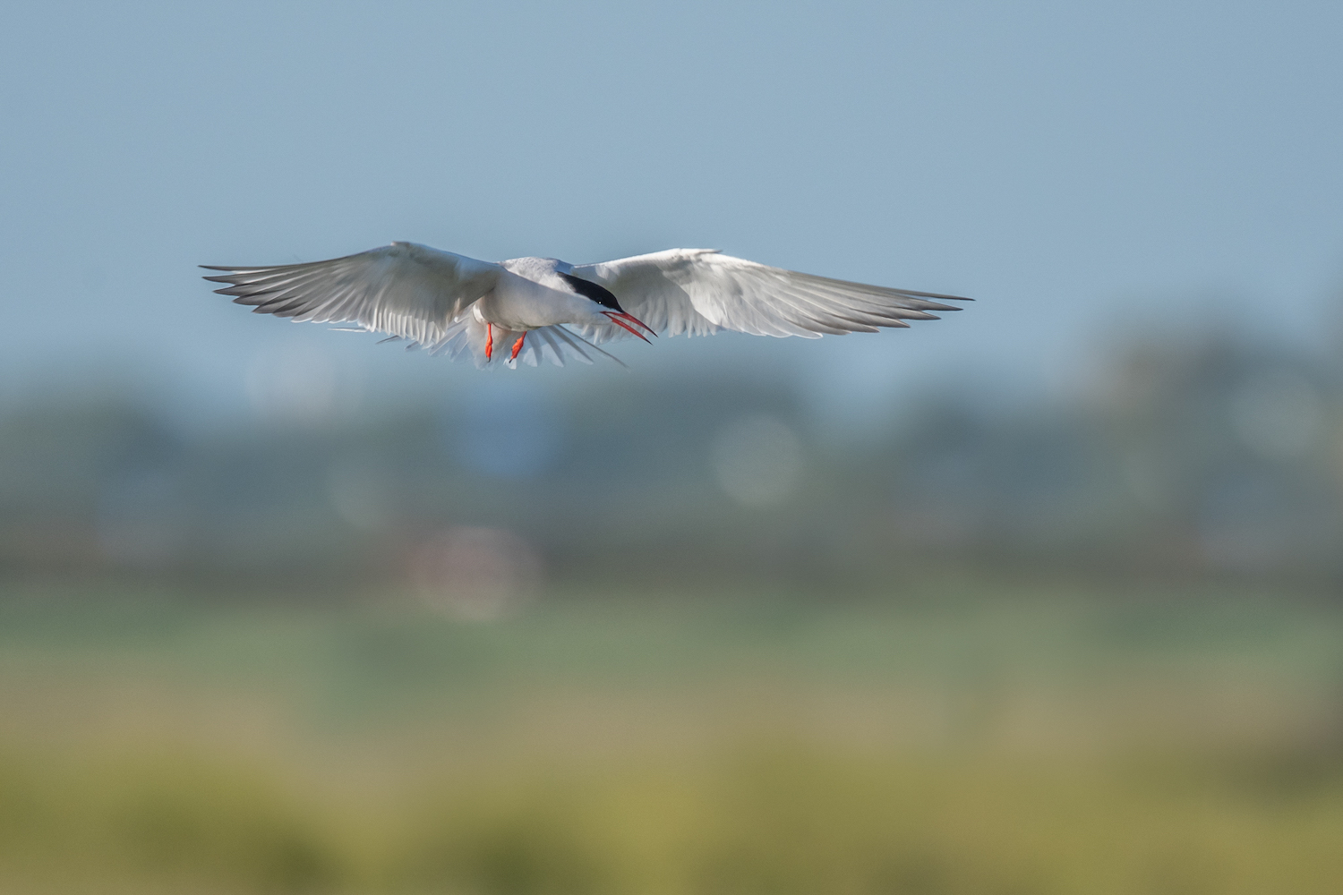 Im Rüttelflug…