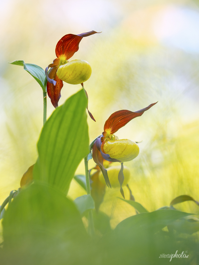 Im Frühling