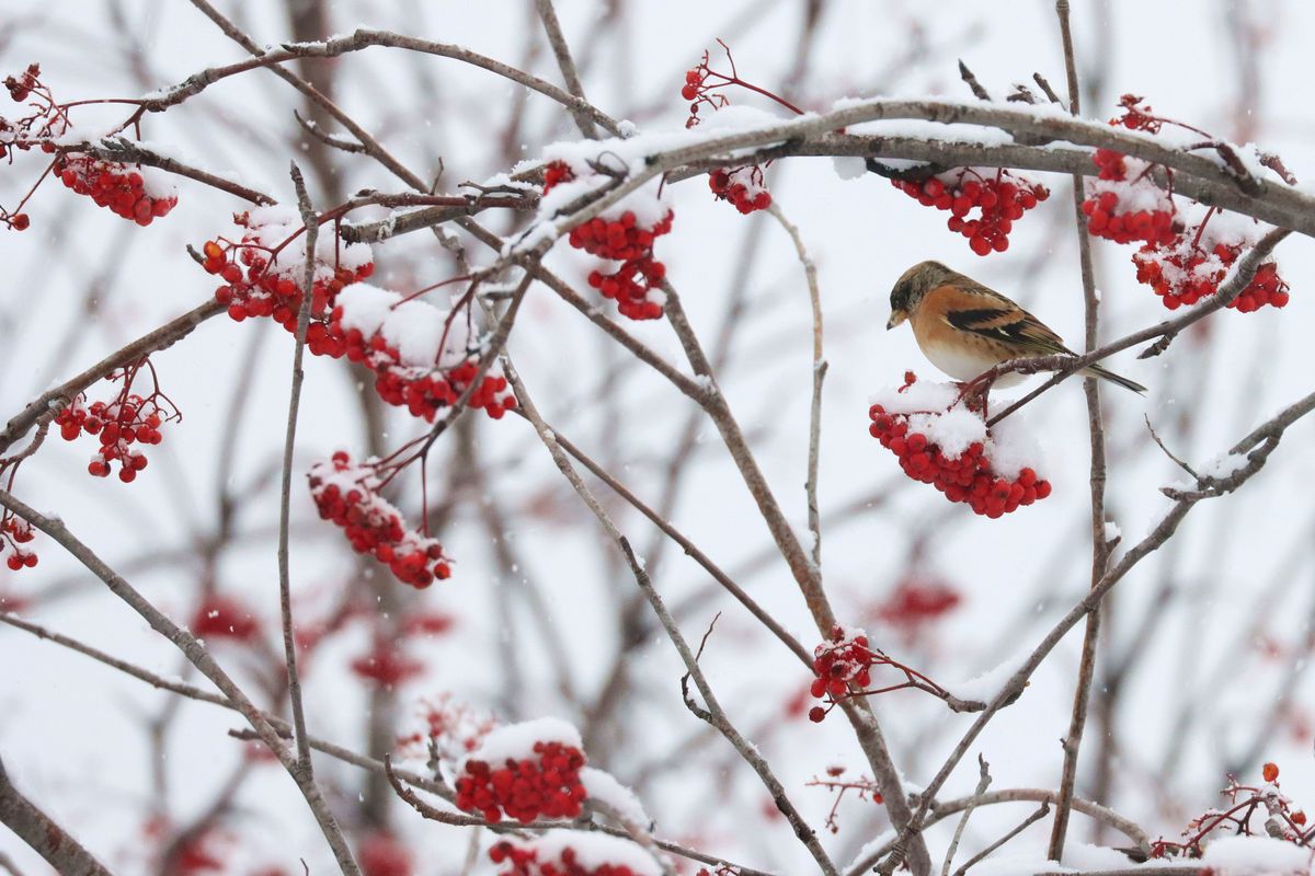 Bergfinkenmann im Schnee