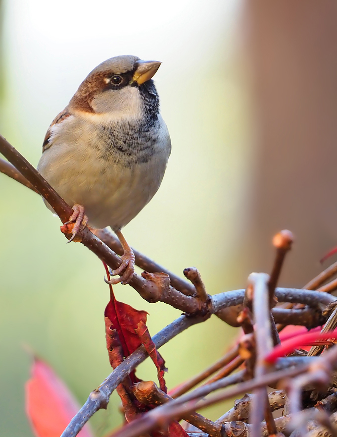 Netter Spatz