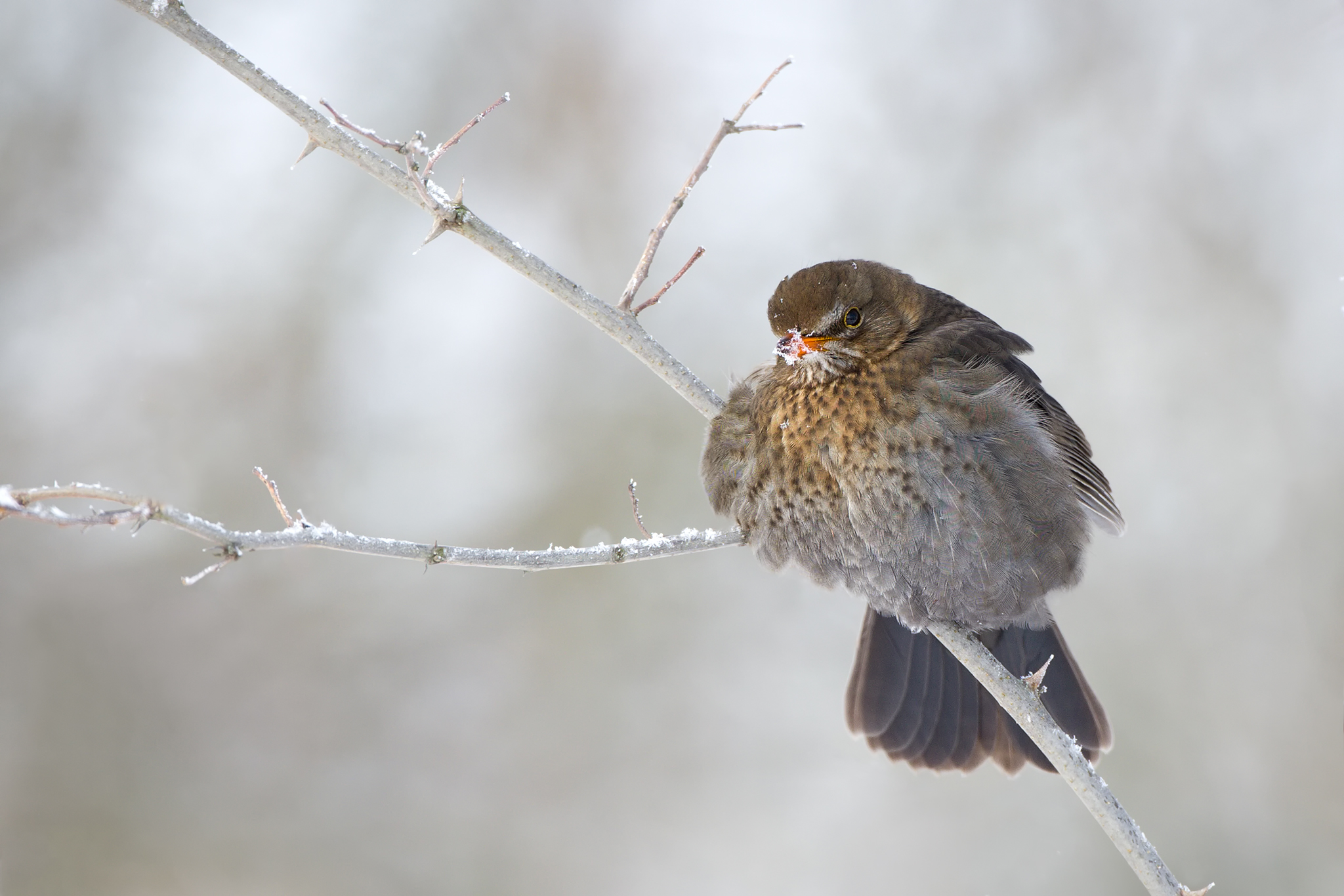 winterliche Amsel