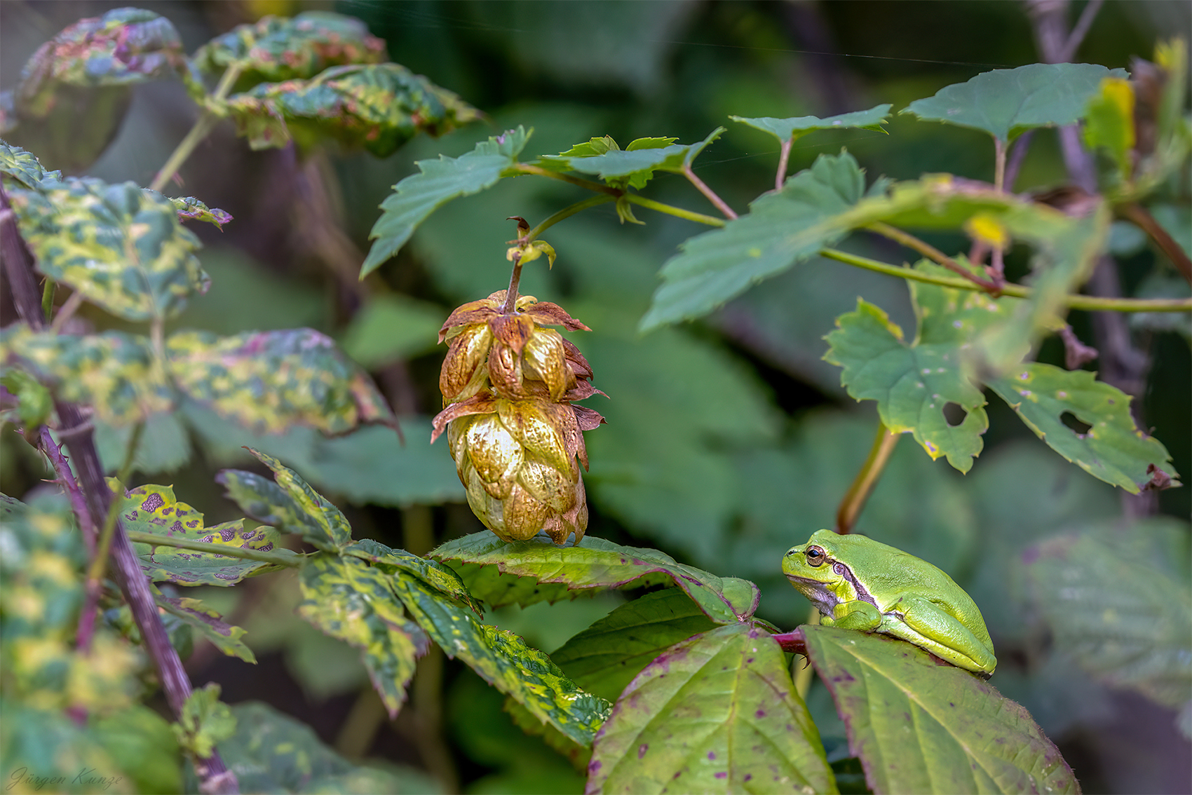 Der Wächter der Hopfenblüte