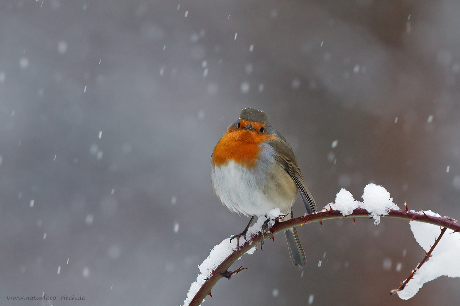 Rotkehlchen im Schnee