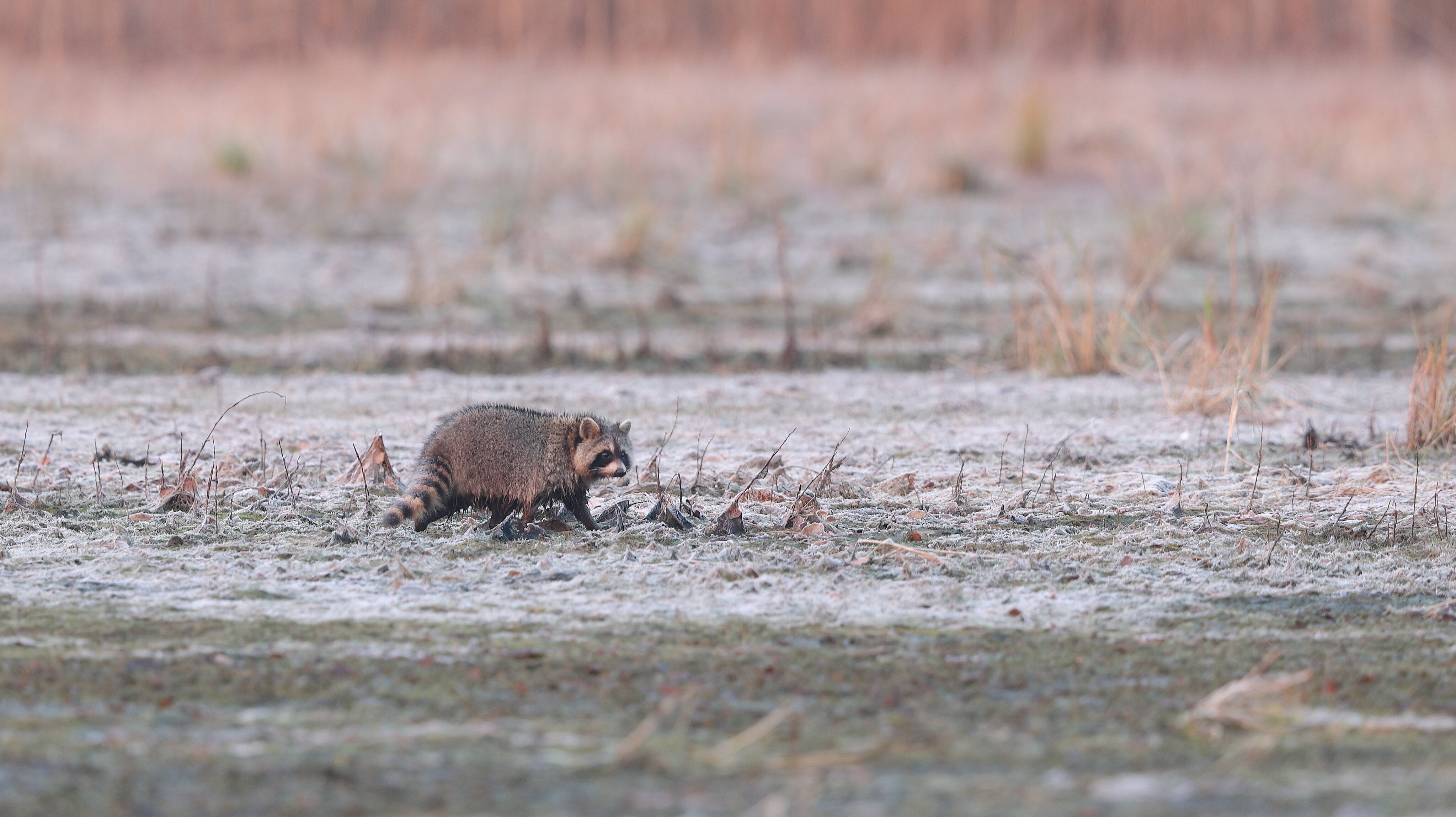 junger Waschbär