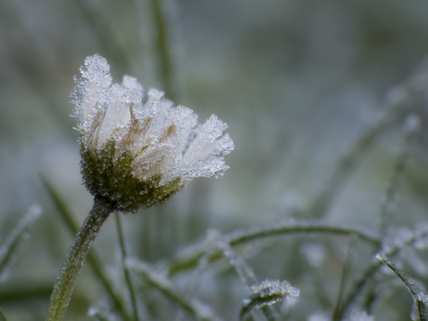 Eisblümchen