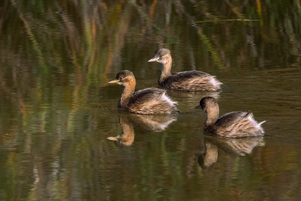 Zwergtaucher