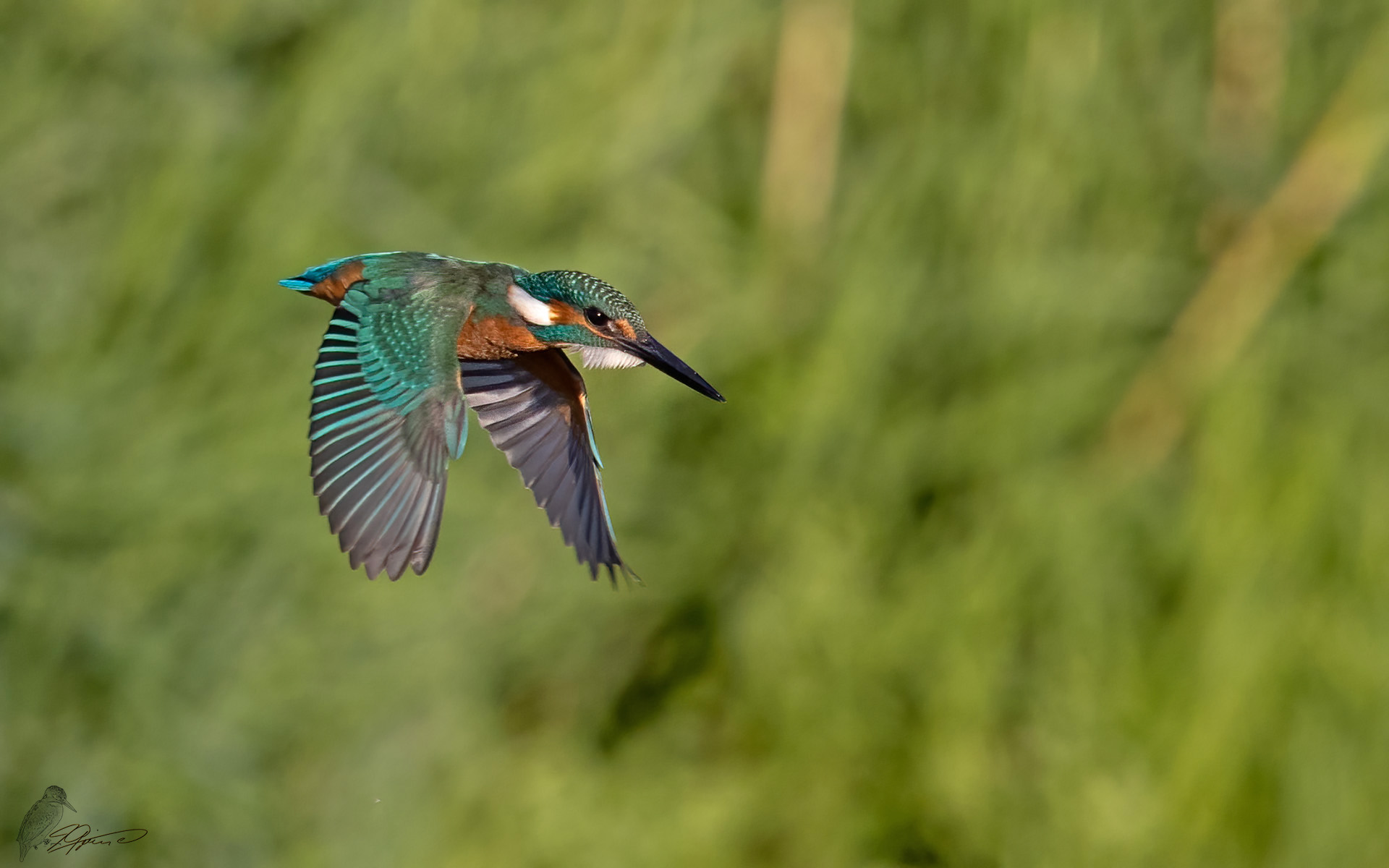 Fliegender Edelstein