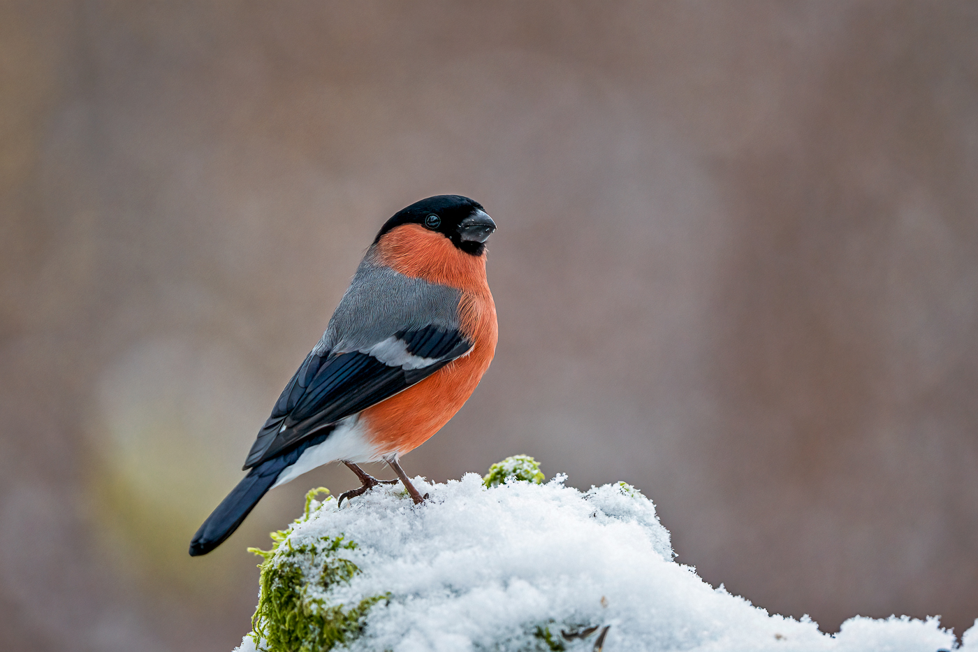 Gimpel und Schnee