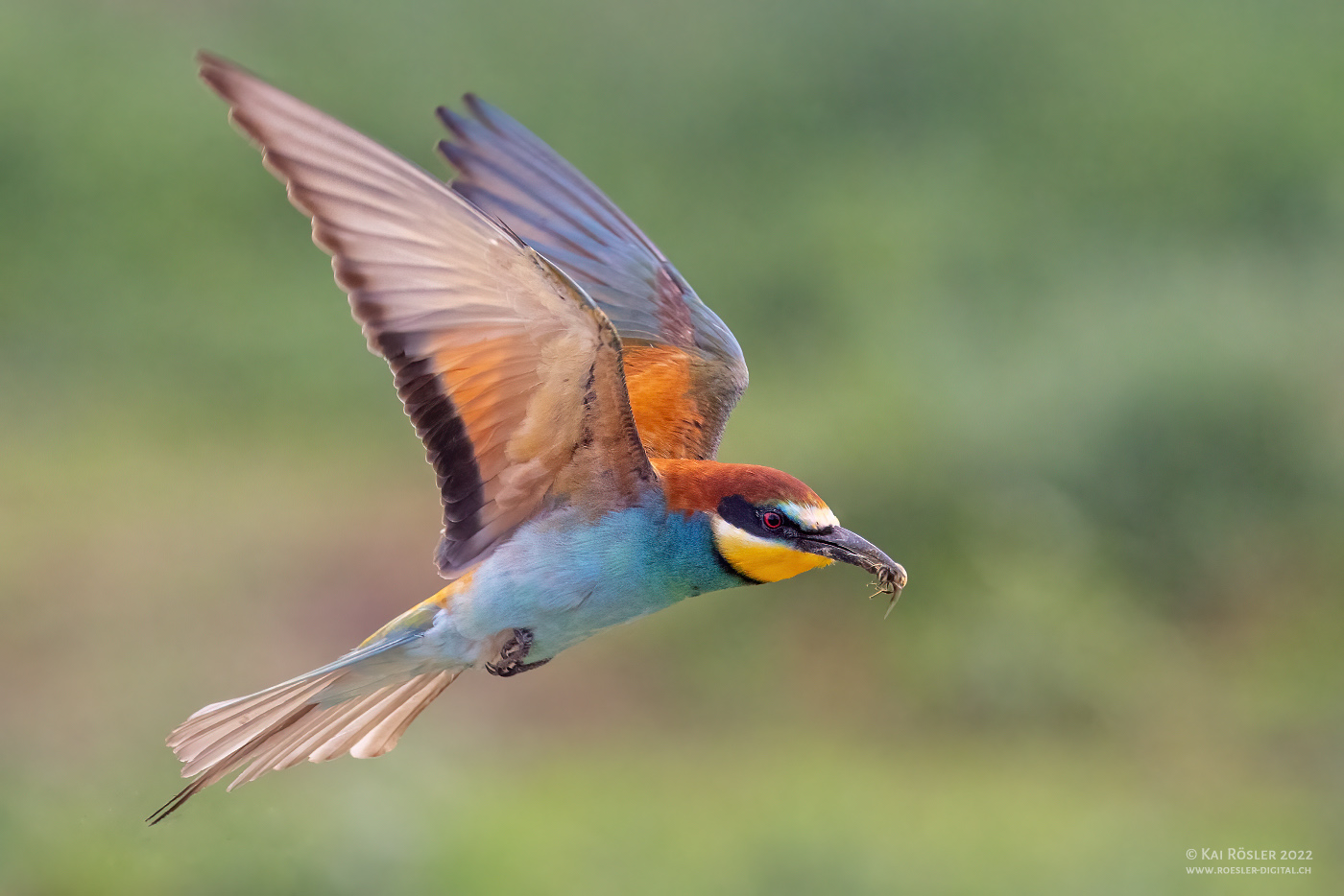 Bienenfresser im Flug