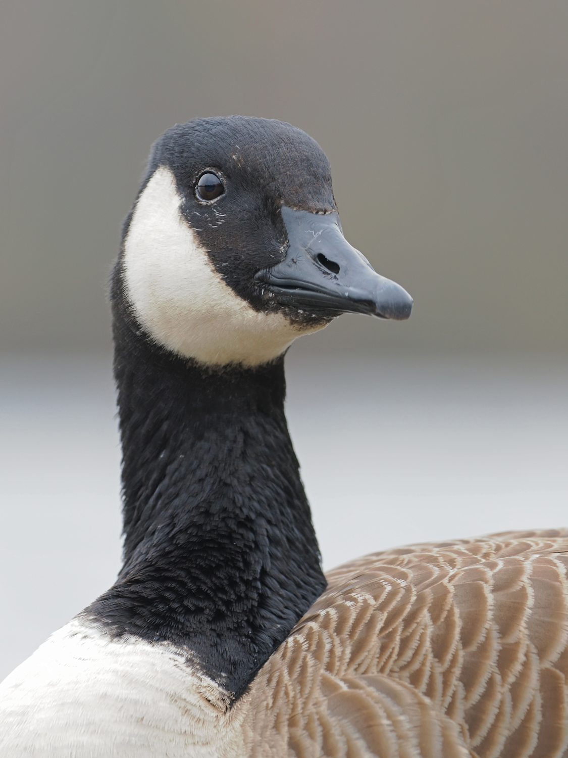 Kanadagans (branta canadensis)