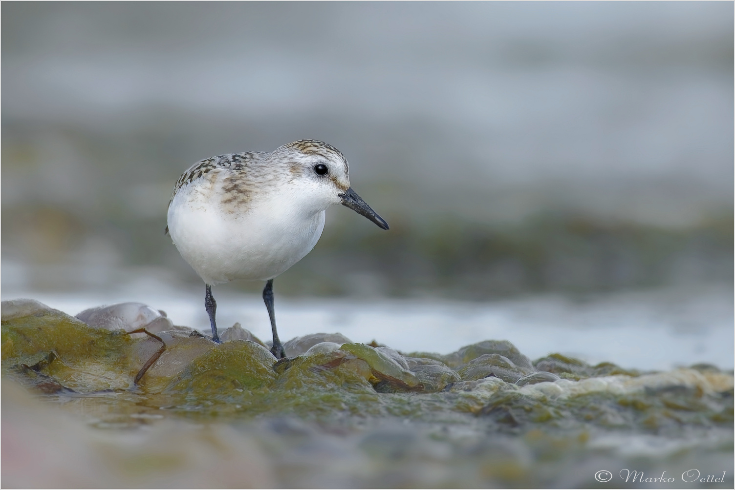 Sanderling (Calidris alba)