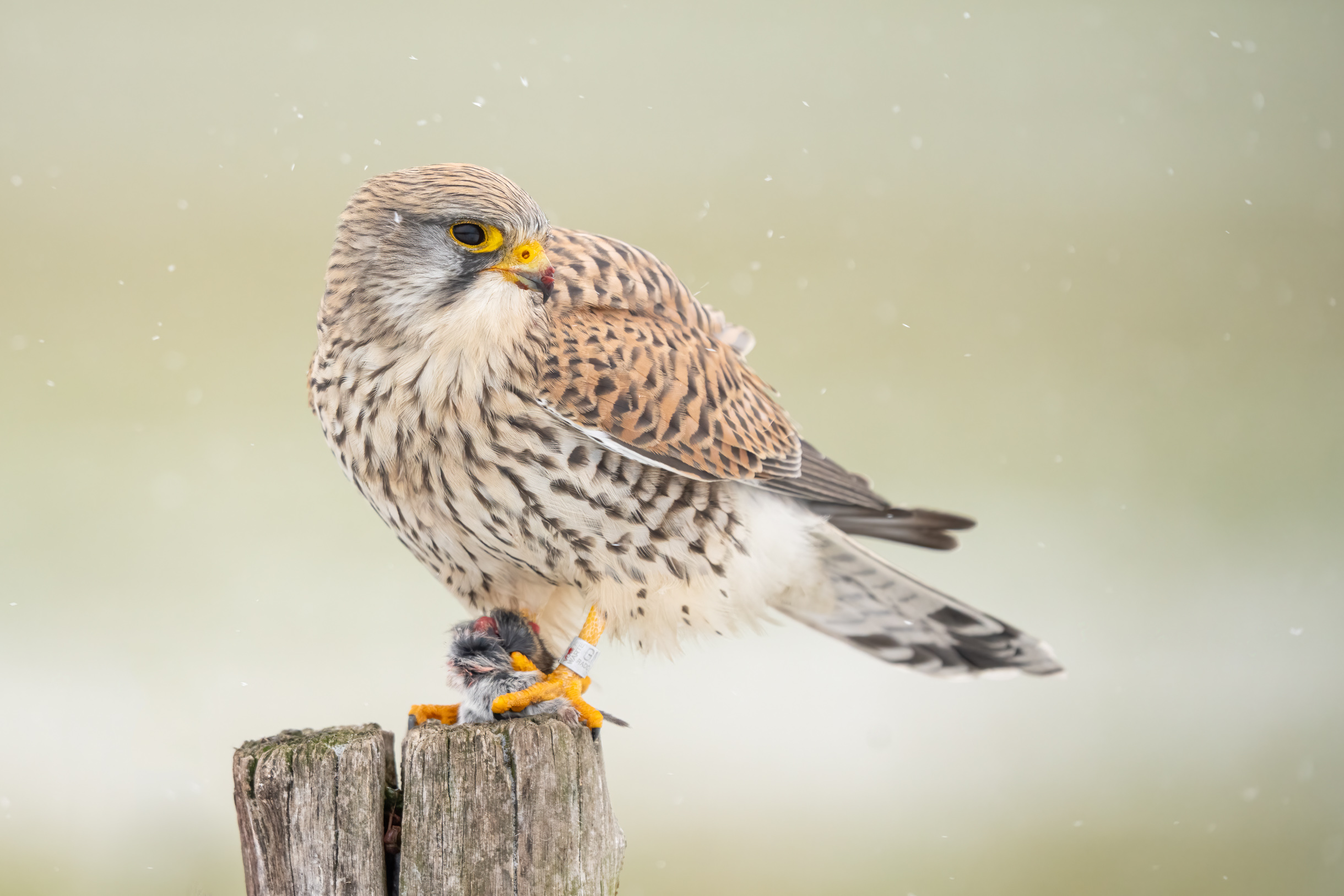 Turmfalke im Schneetreiben