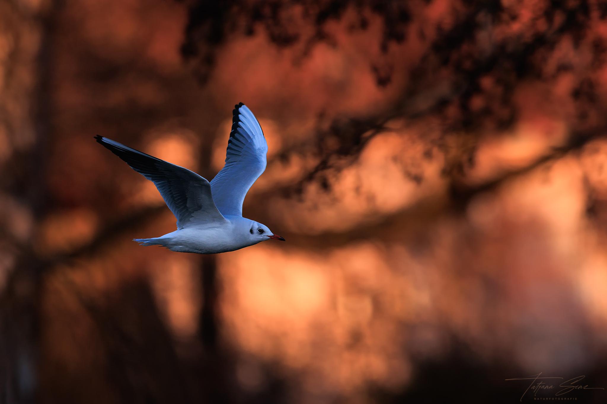 LACHMÖWE fliegt dem Sonnenuntergang entgegen