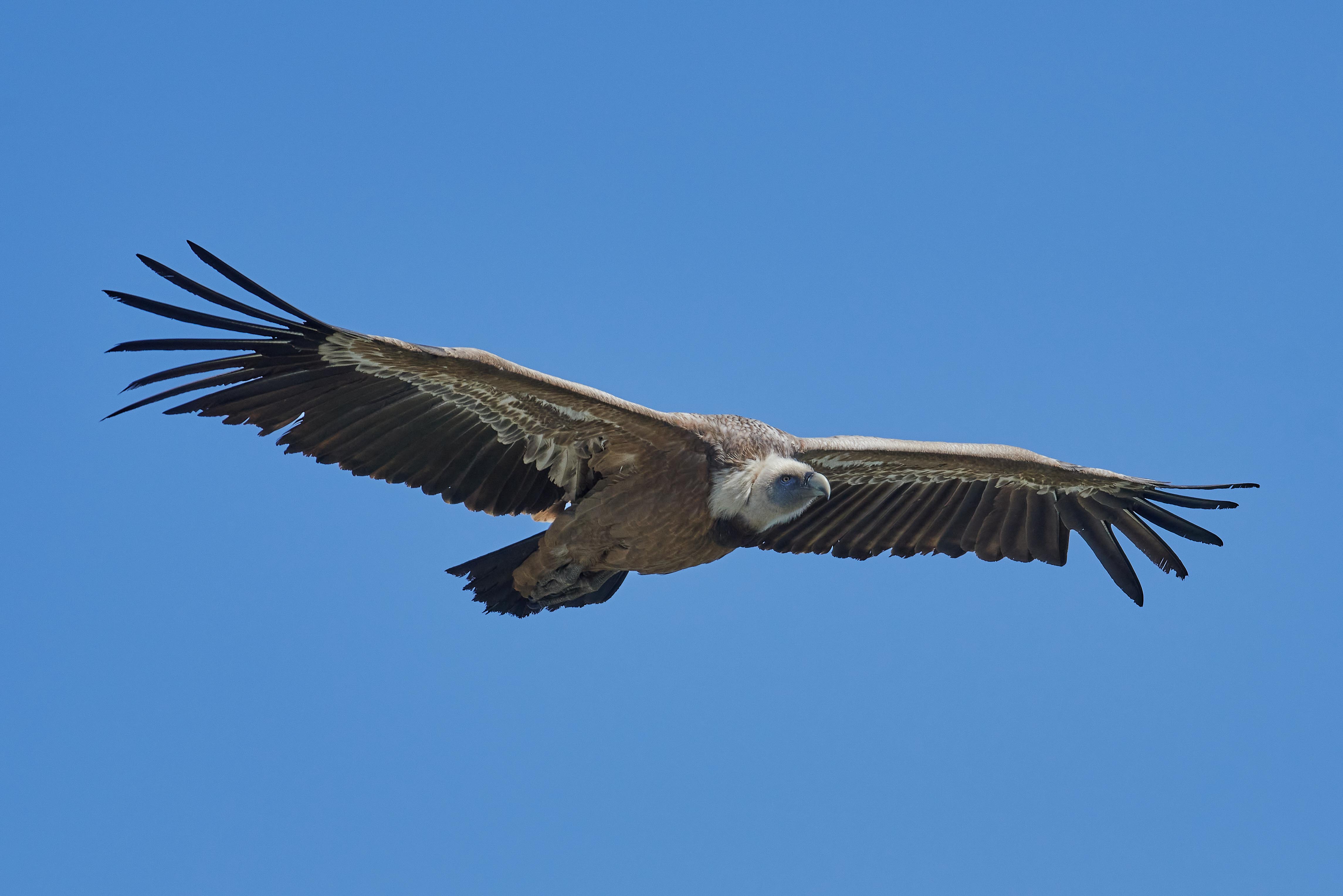 Verdon Gänsegeier