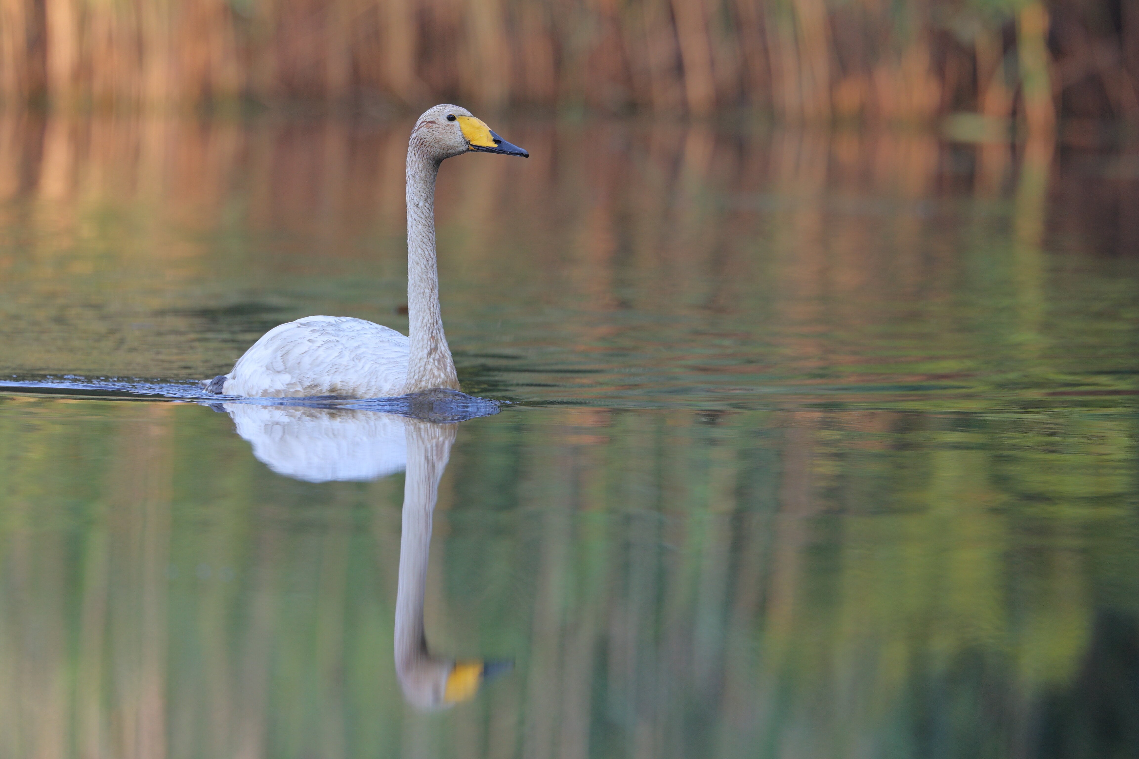 Singschwan