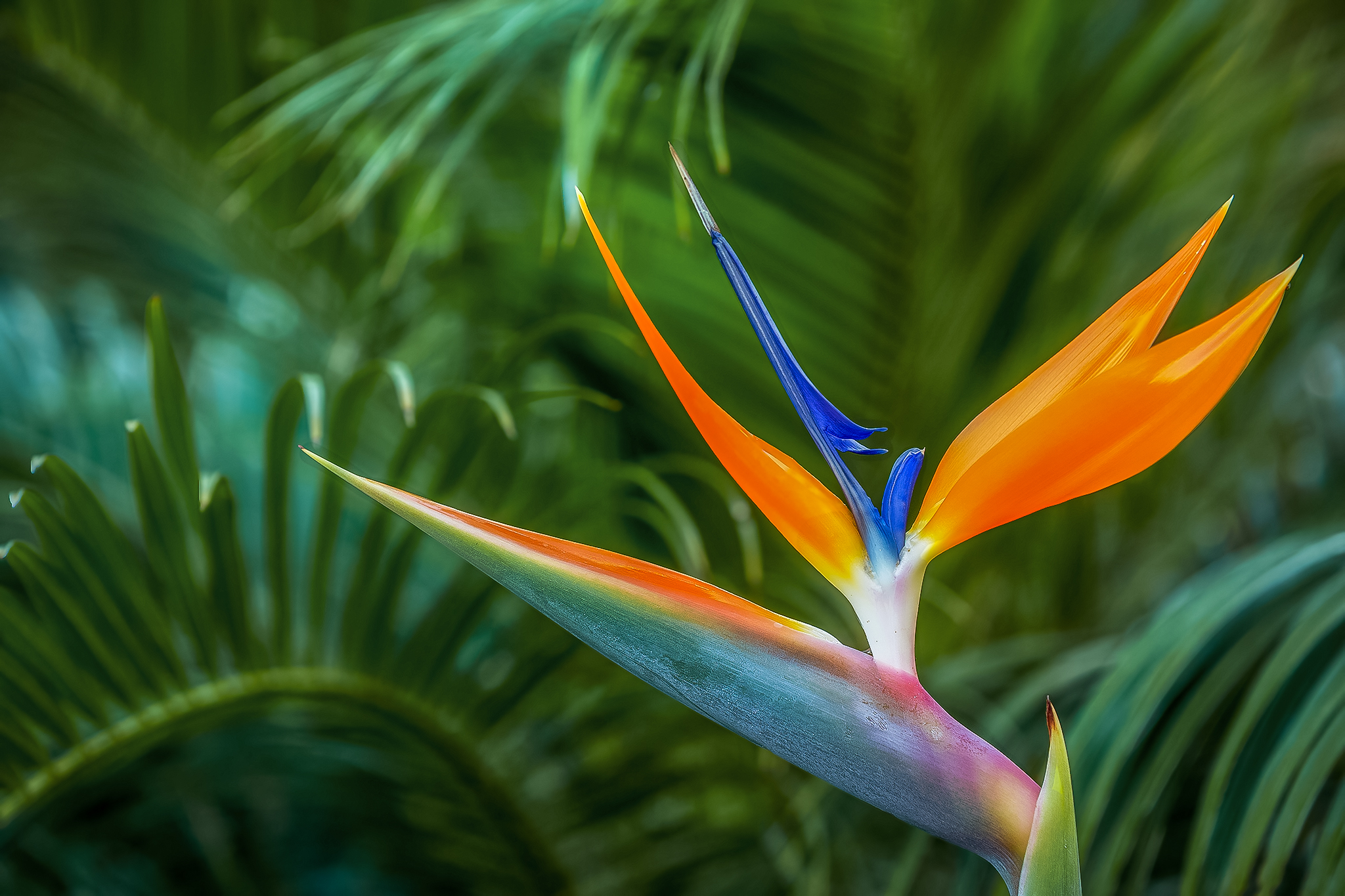 Strelitzie (Paradiesvogelblume)