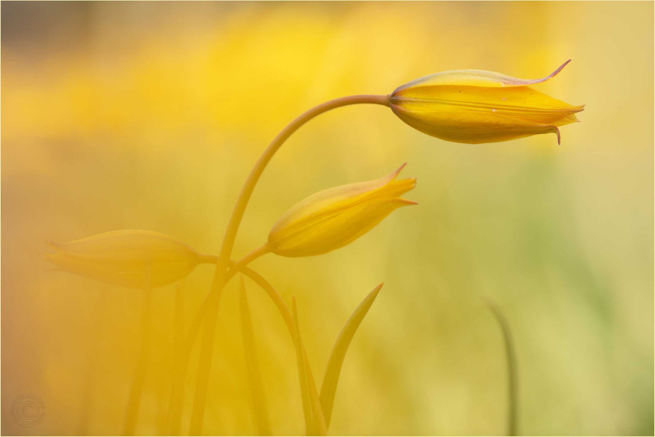 Durch die Blume(n)