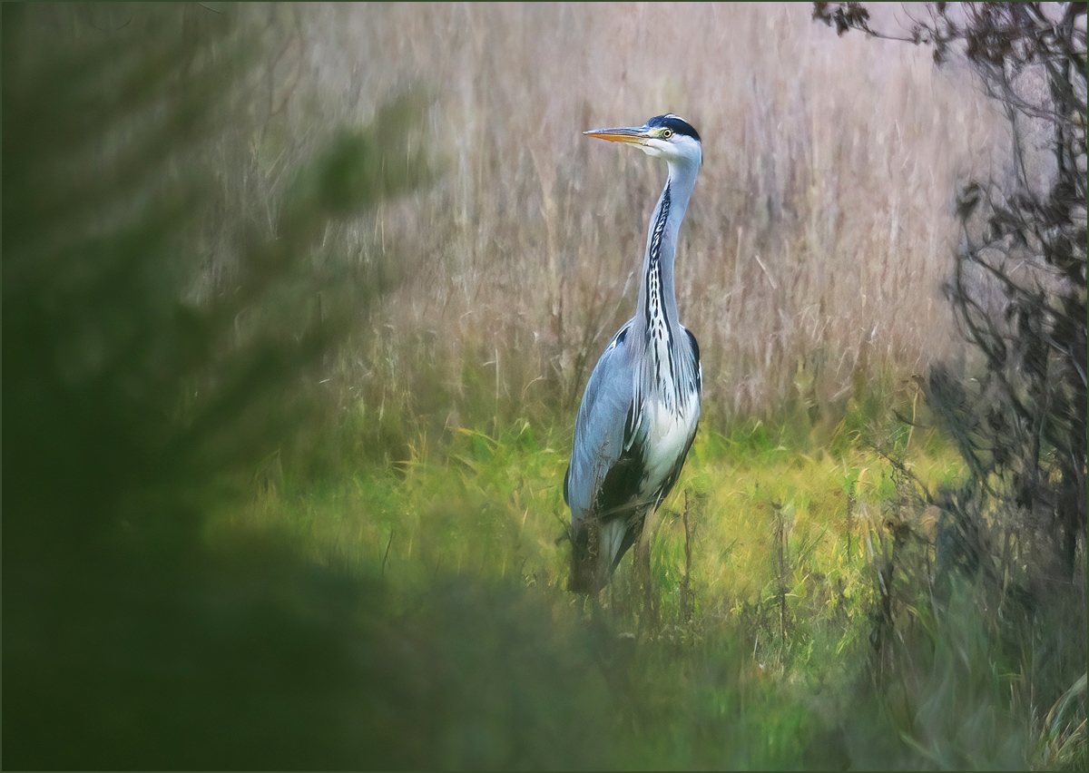 *Graureiher *
