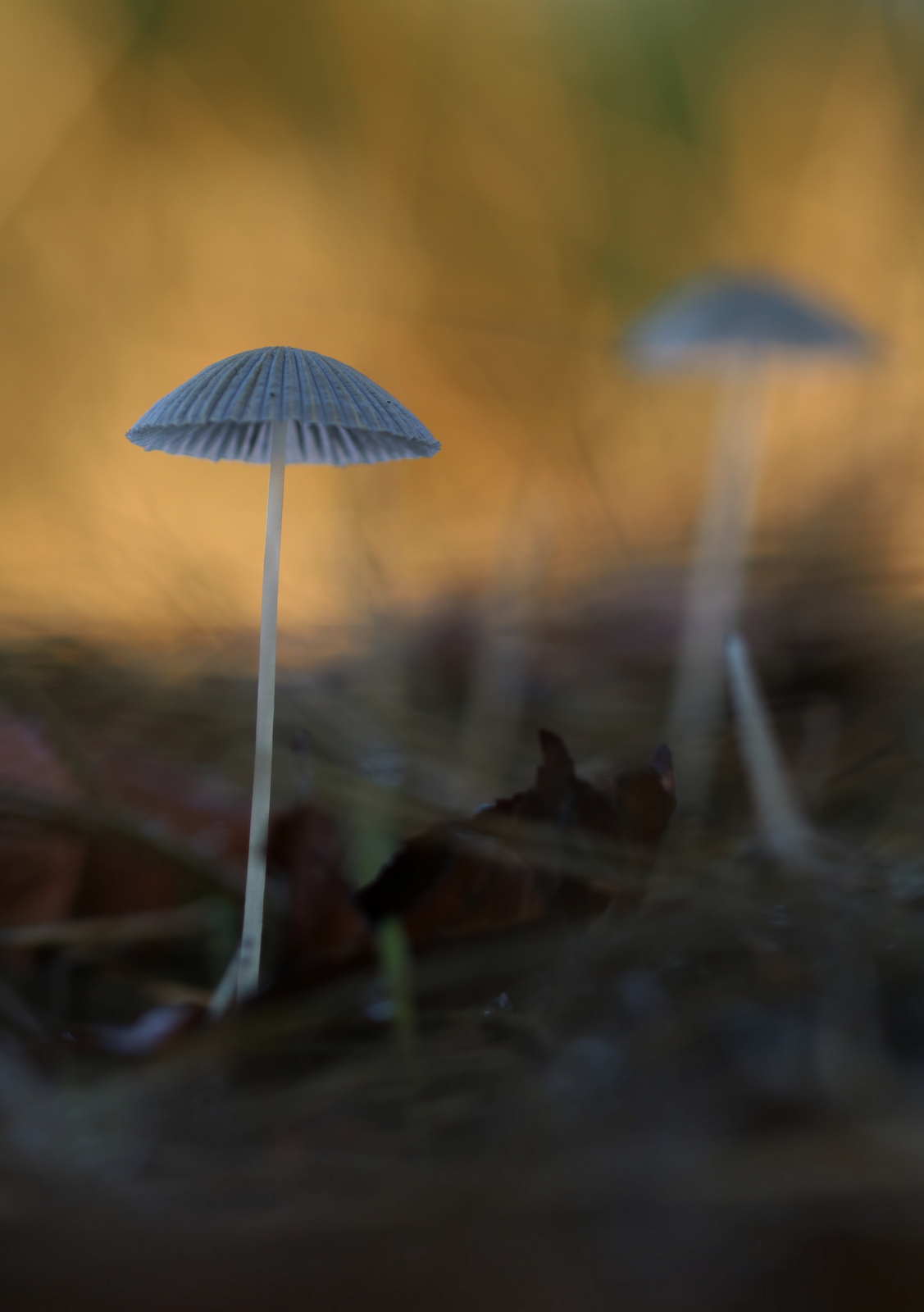 Pilze im Licht der Morgensonne