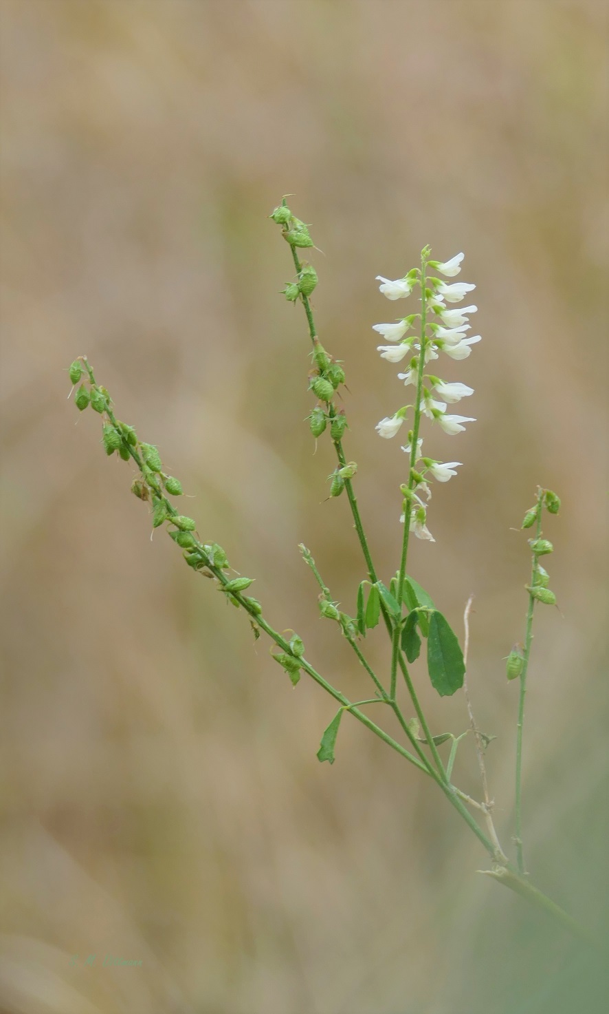 Dezemberblüten