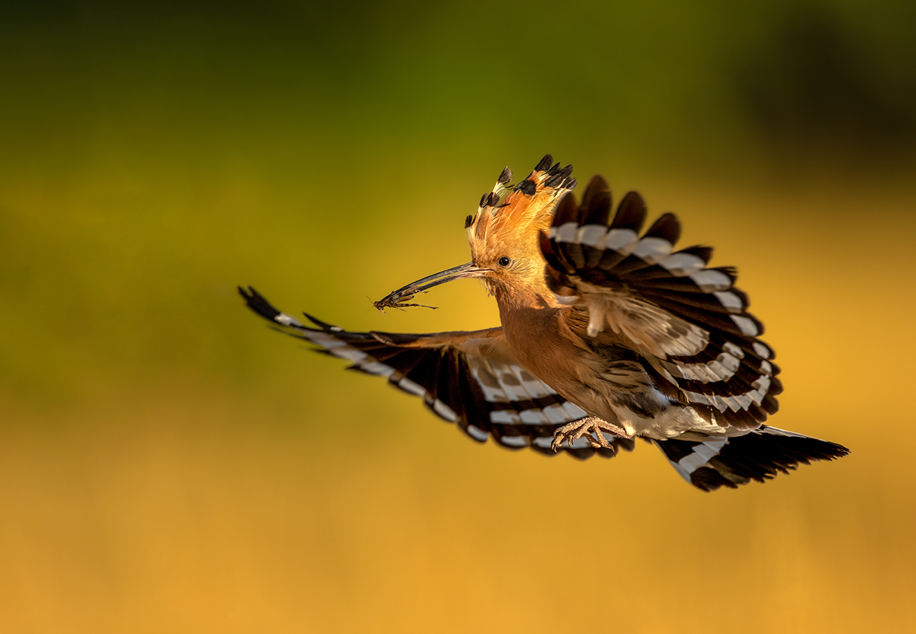 Indianerhäuptling